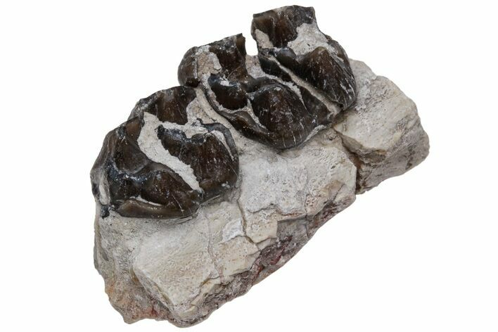 Fossil Horse (Mesohippus) Jaw Section - South Dakota #223373